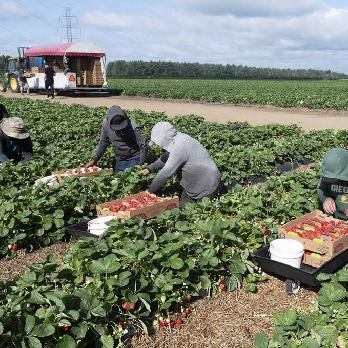 Ontario to change how it compensates injured migrant agricultural workers
